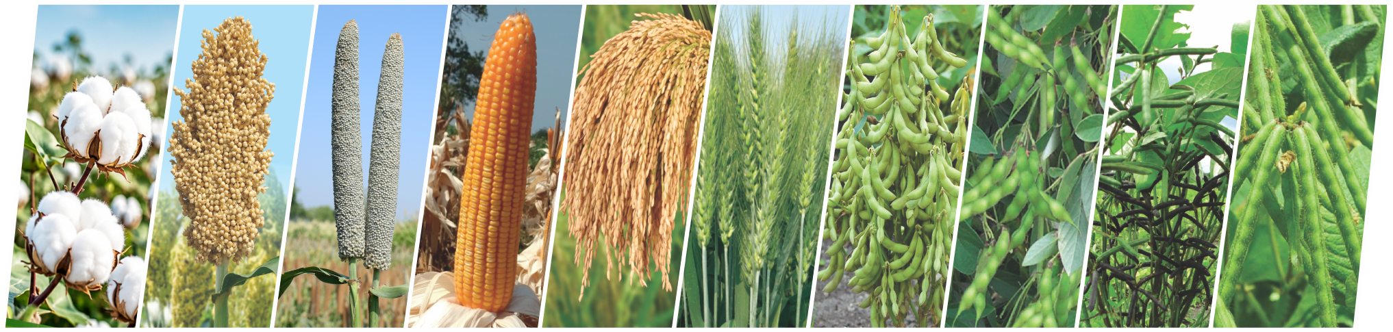 Field crops grown by Nirmal Seeds including cotton, sorghum, pearl millet, wheat, and paddy