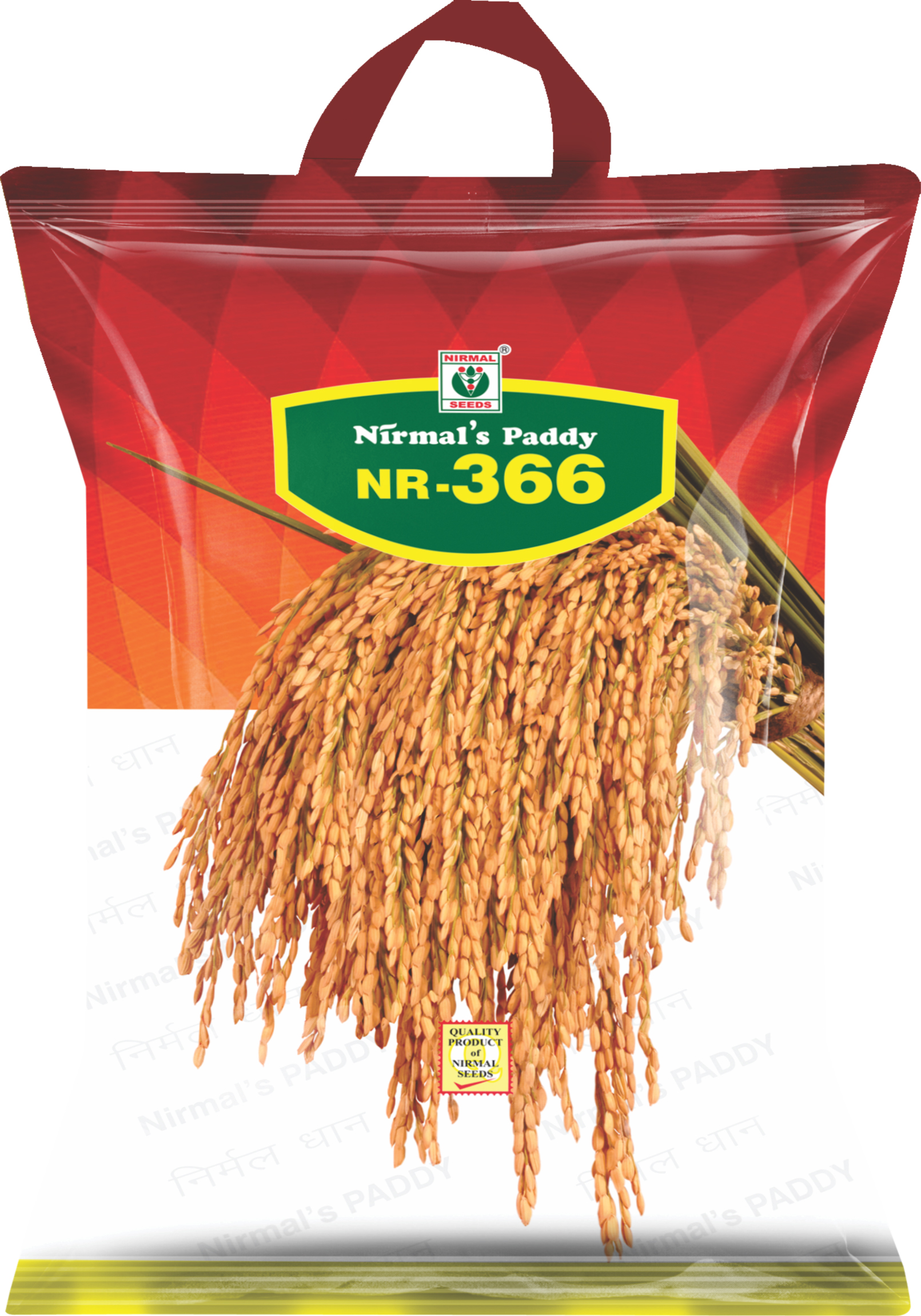 NR-366 paddy