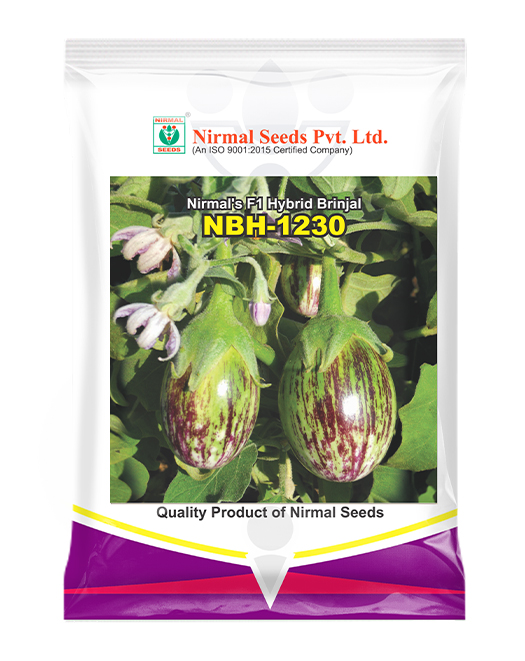 NBH-1230 Hybrid Brinjal