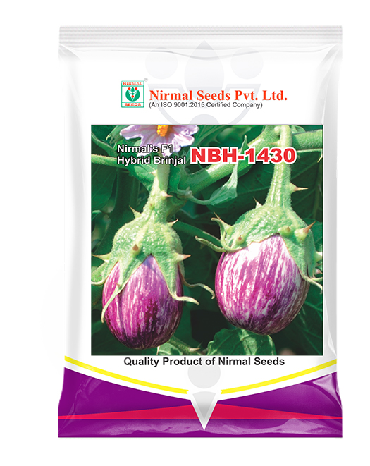 NBH-1430 Hybrid Brinjal